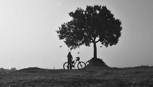 Immagine gratuita di albero, bianco e nero, bicicletta