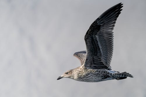 A seagull flying in the sky with its wings spread