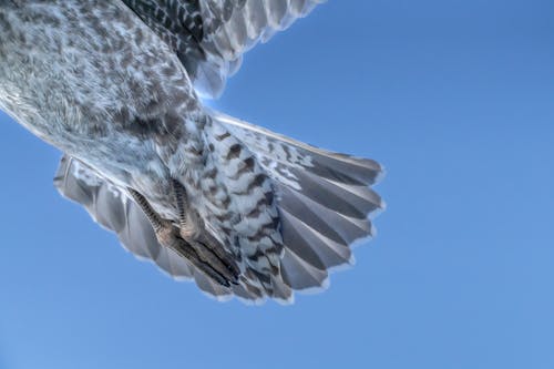 動物攝影, 晴朗的天空, 灰色的羽毛 的 免費圖庫相片