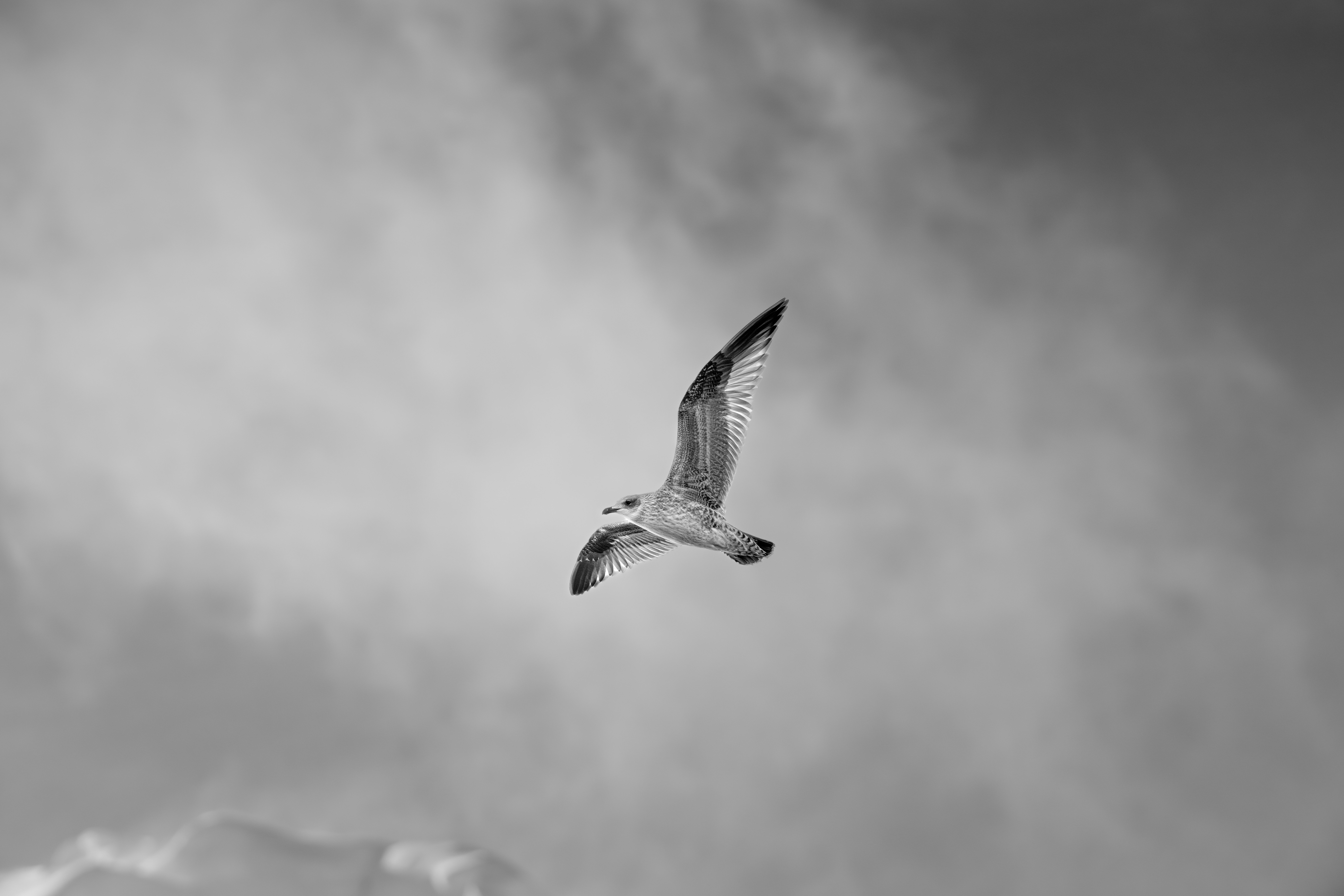 Black and White Photo of a Flying Seagull · Free Stock Photo