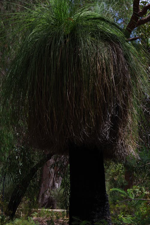 GRASS TREE