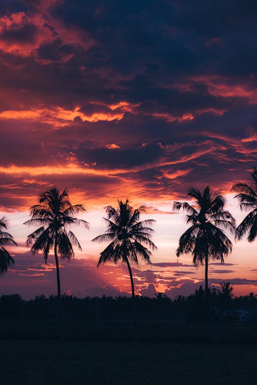 Palm trees in front of a sunset sky