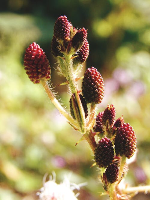 mimosa pudica 