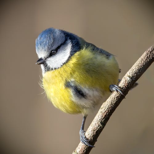 Kostnadsfri bild av eurasian blue tit, gren, gul fågel