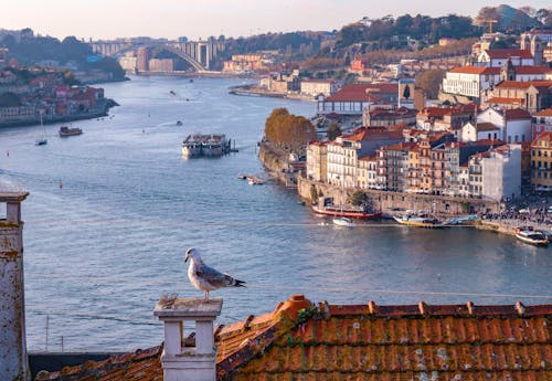 Kostenloses Stock Foto zu boote, dach, douro river