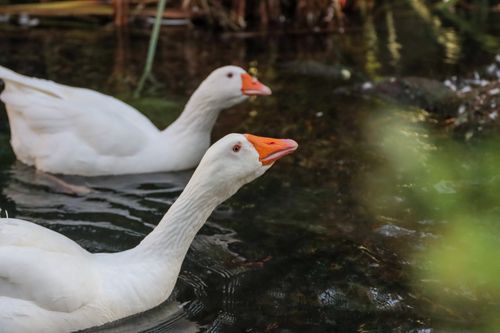Free Captivating image of two white geese swimming peacefully in a natural Sicilian pond. Stock Photo