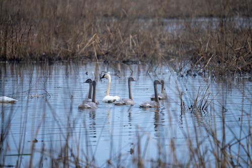 A group of swans swimming in a marshy area