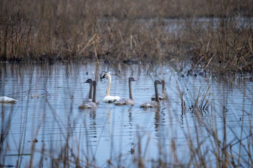 Fotos de stock gratuitas de animales, aves, cisnes