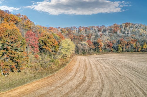 Empty Field at the Edge of an Autumn Forest