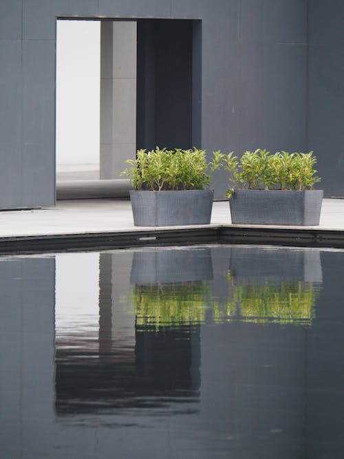 Two potted plants sit in front of a reflecting pool