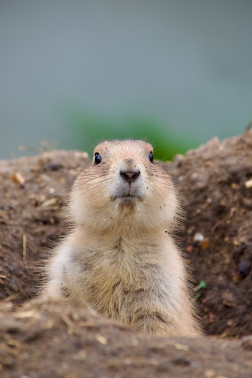 Prairie dog