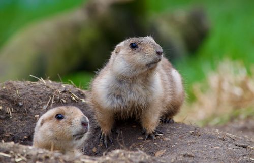 Free Two prairie dogs emerging from burrows in their natural habitat, displaying curiosity. Stock Photo
