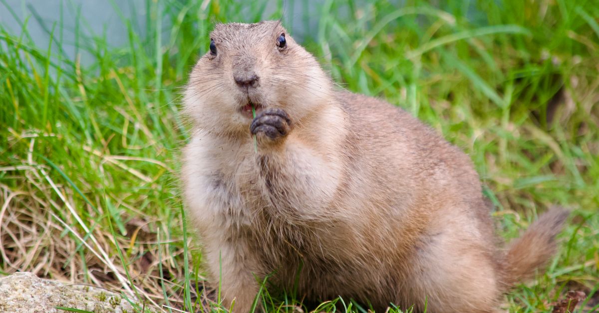 Roided Animal White Furry Rodent · Free Stock Photo