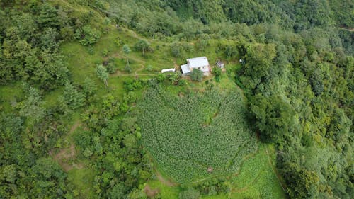 Farm Surrounded by Forest from a Birds Eye View
