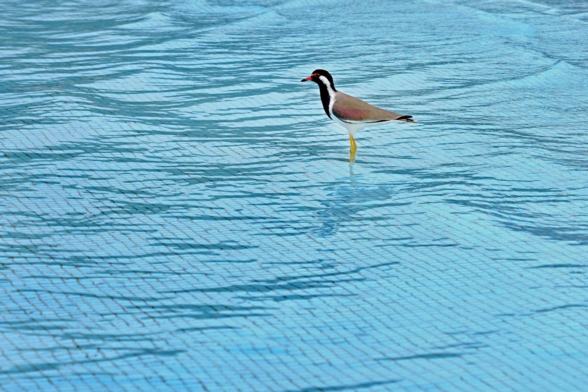 Javan Lapwing in Shallow Pool
