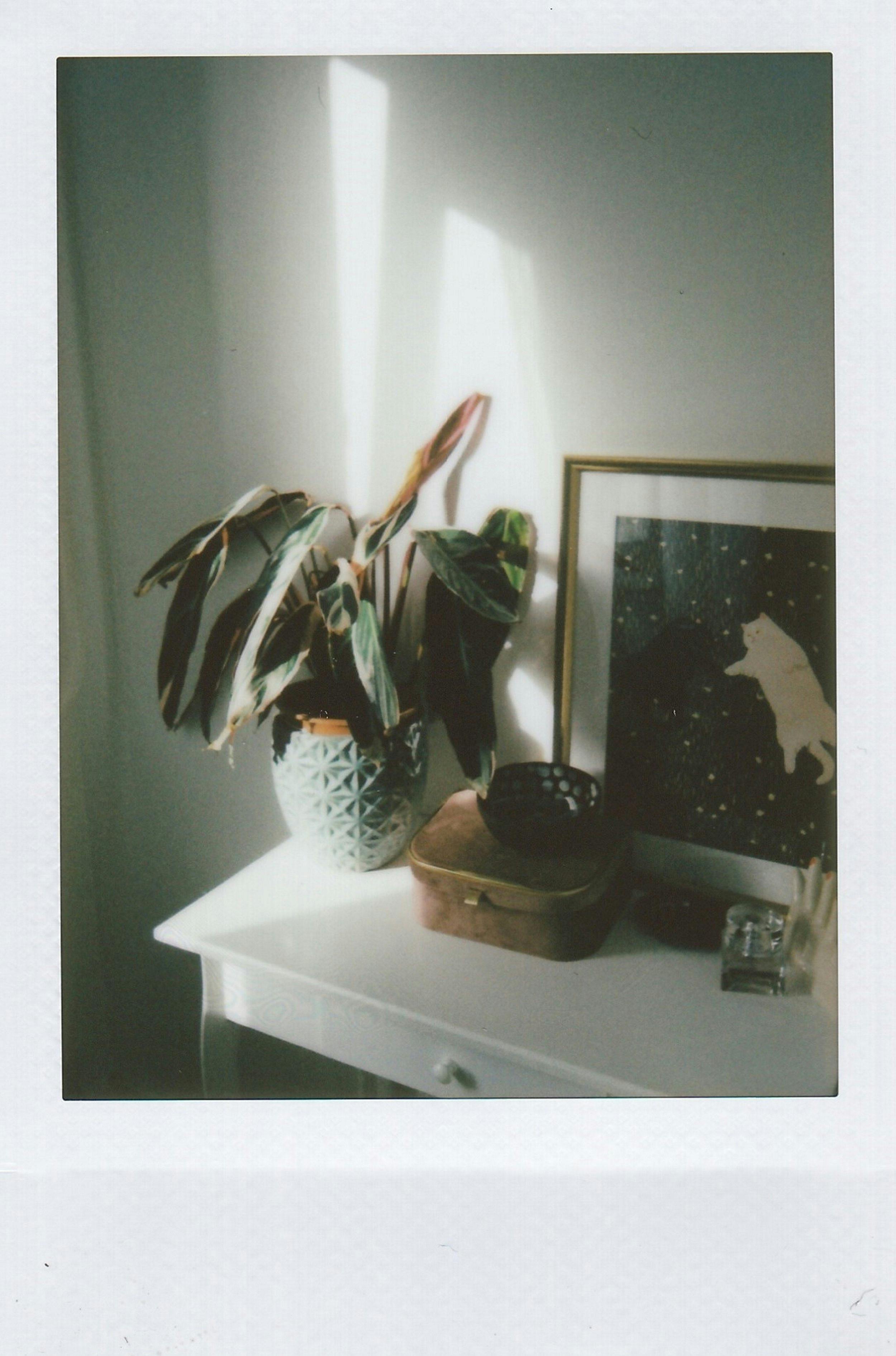 A serene interior shot featuring a houseplant, artwork, and soft natural light on a dresser.