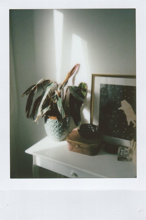 Plant and Picture on Dresser