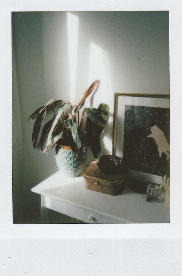 Plant And Picture On Dresser