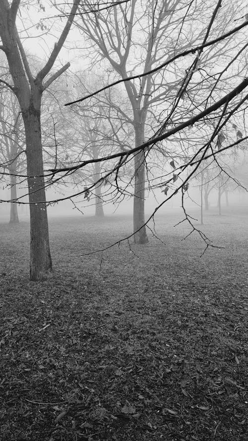 Darmowe zdjęcie z galerii z czarno-biały, drzewa, gałęzie