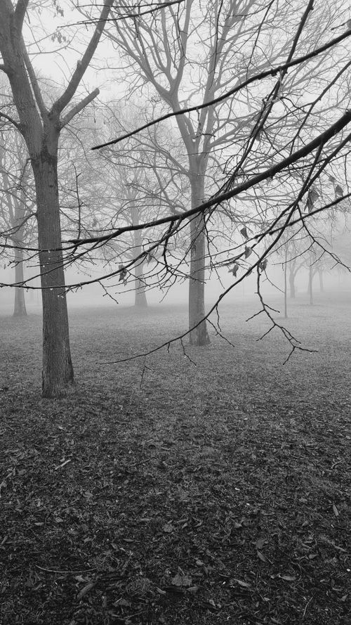 Free Foggy winter forest scene with bare trees, creating a monochrome, moody atmosphere. Stock Photo