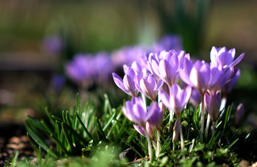 サフランクロッカス, フローラ, 咲くの無料の写真素材