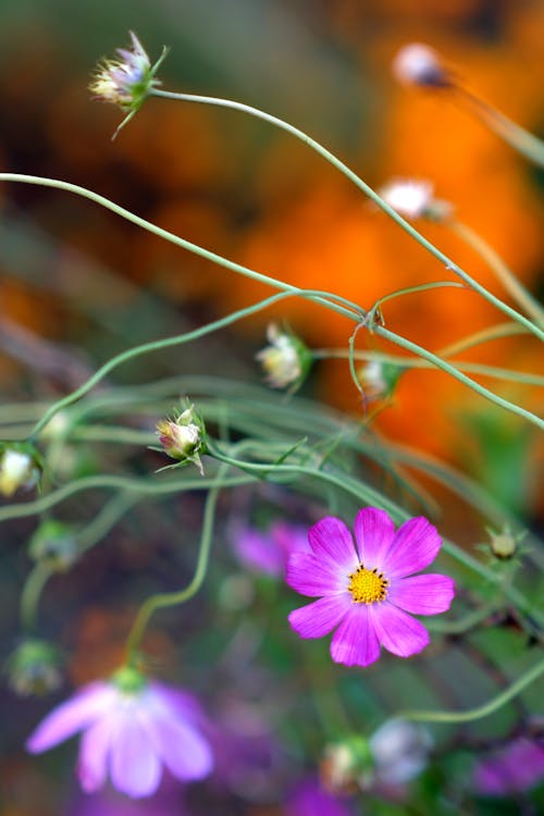 A close up of a flower with purple and pink petals