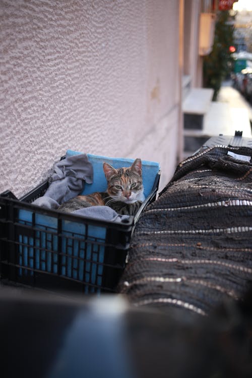 Бесплатное стоковое фото с athens, big city, cat