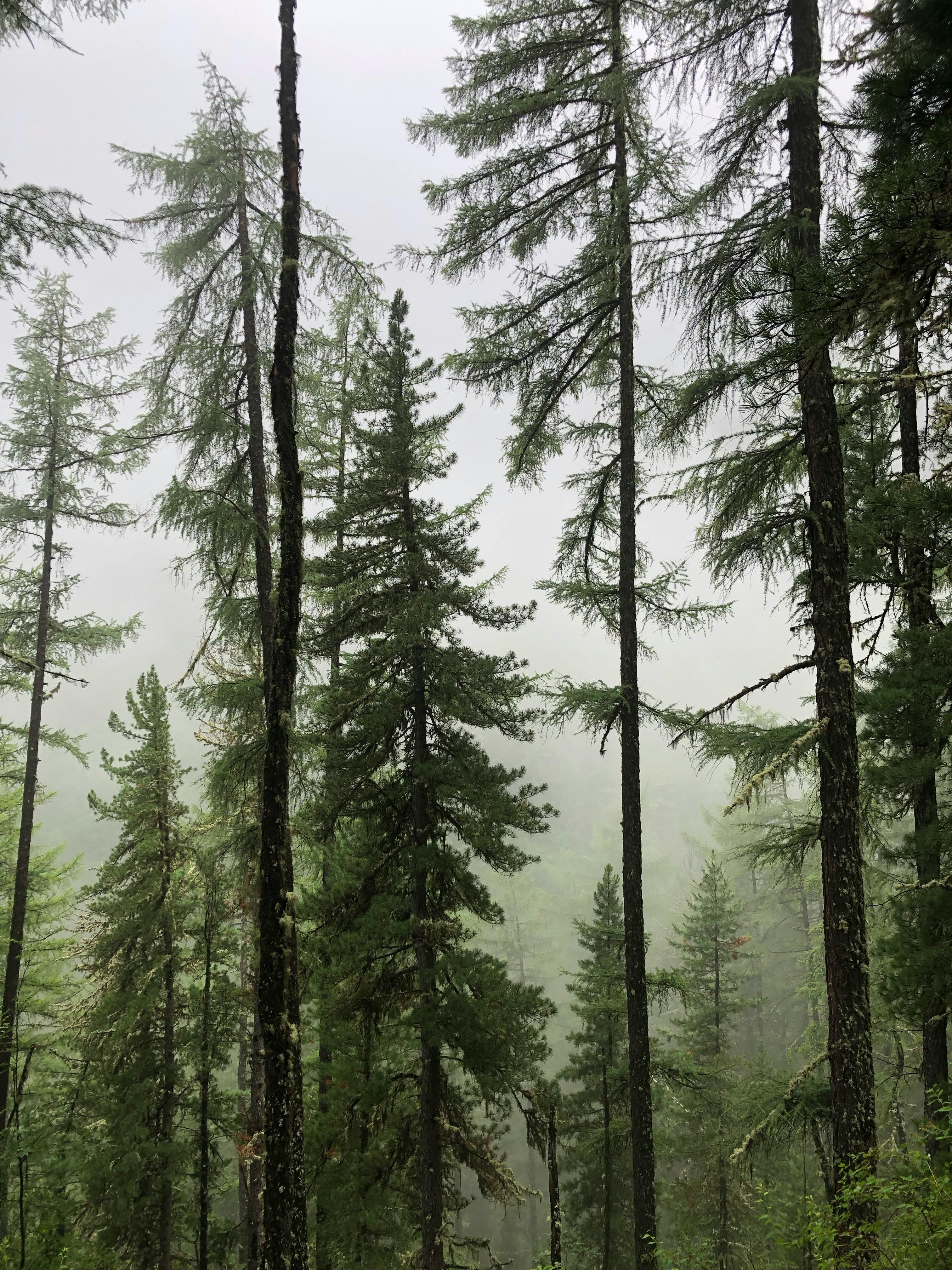 Serene view of a misty evergreen forest with tall conifers and fog.