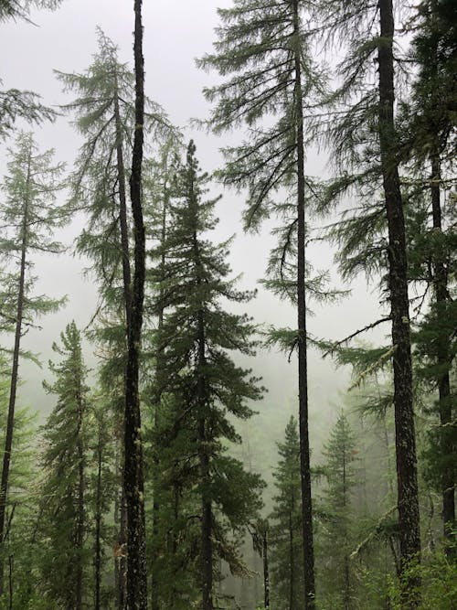 Evergreen Forest in Fog