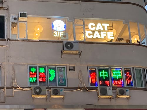 Cat cafe