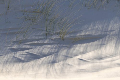 Grass Casting Shadows on Snow