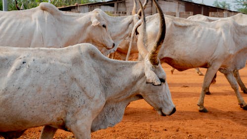 一群動物, 公牛, 动物蹄 的 免费素材图片