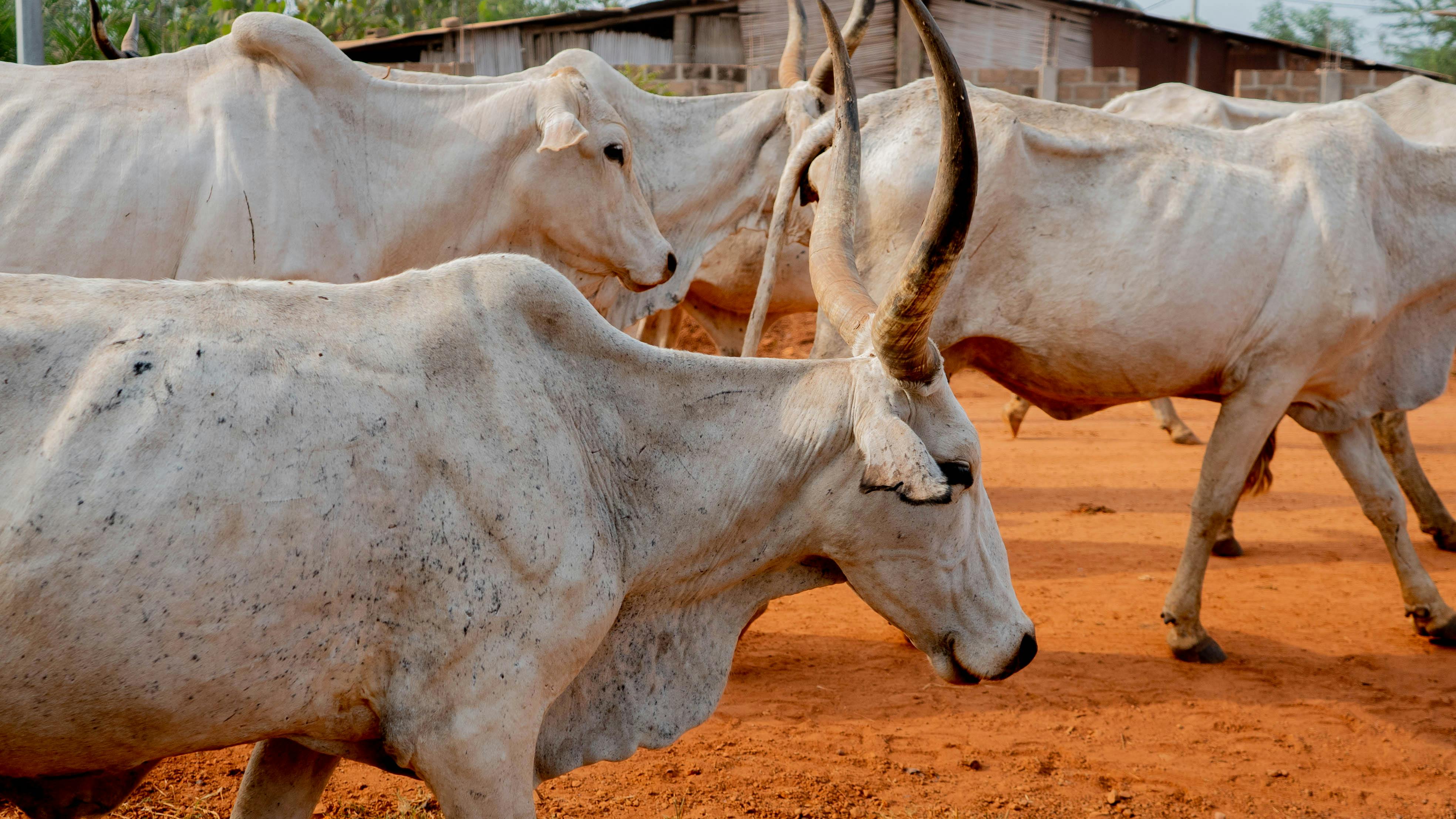 Gratuit Photos gratuites de agriculture, animal, animaux de compagnie Photos
