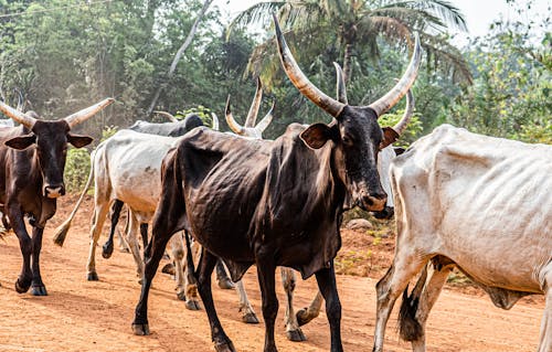 Gratis stockfoto met dierenfotografie, koeien, kudde