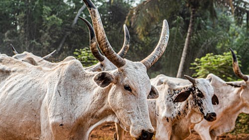 Základová fotografie zdarma na téma americký brahman, farma, fotografování zvířat