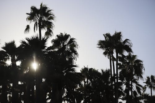 Безкоштовне стокове фото на тему «екзотичний, Захід сонця, пальми»