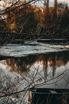 宁静的秋河场景中，反射丰富，树枝光秃