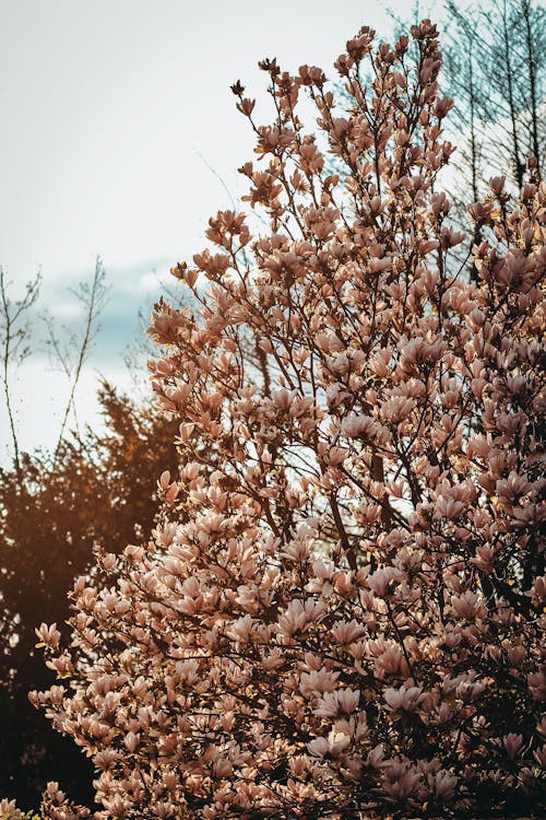 Pink Cherry Blossom Tree