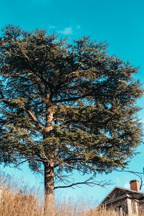 Free Green-leafed Tree Near Brown and White House Stock Photo