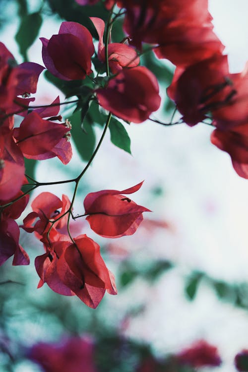 A close up of red flowers on a branch
