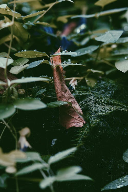 bitki örtüsü, çiy, damla içeren Ücretsiz stok fotoğraf