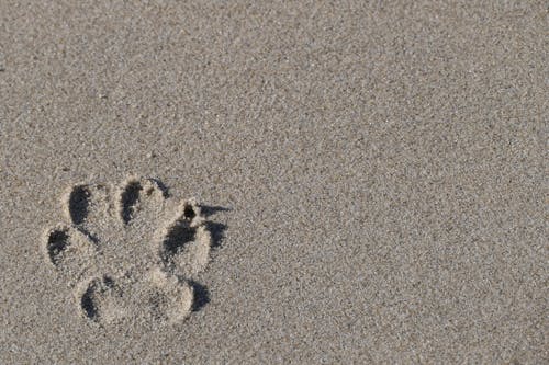 Dog Paw Footprint on Beach Sand