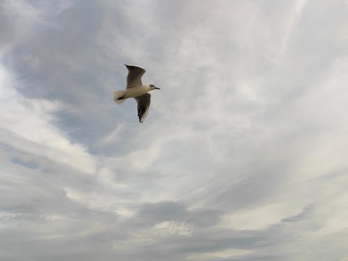 Foto stok gratis bentangan awan, burung, camar