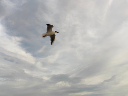 Kostenloses Stock Foto zu fliegen, flug, flügel