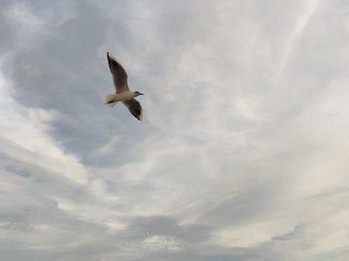 Seagull Flying in Air