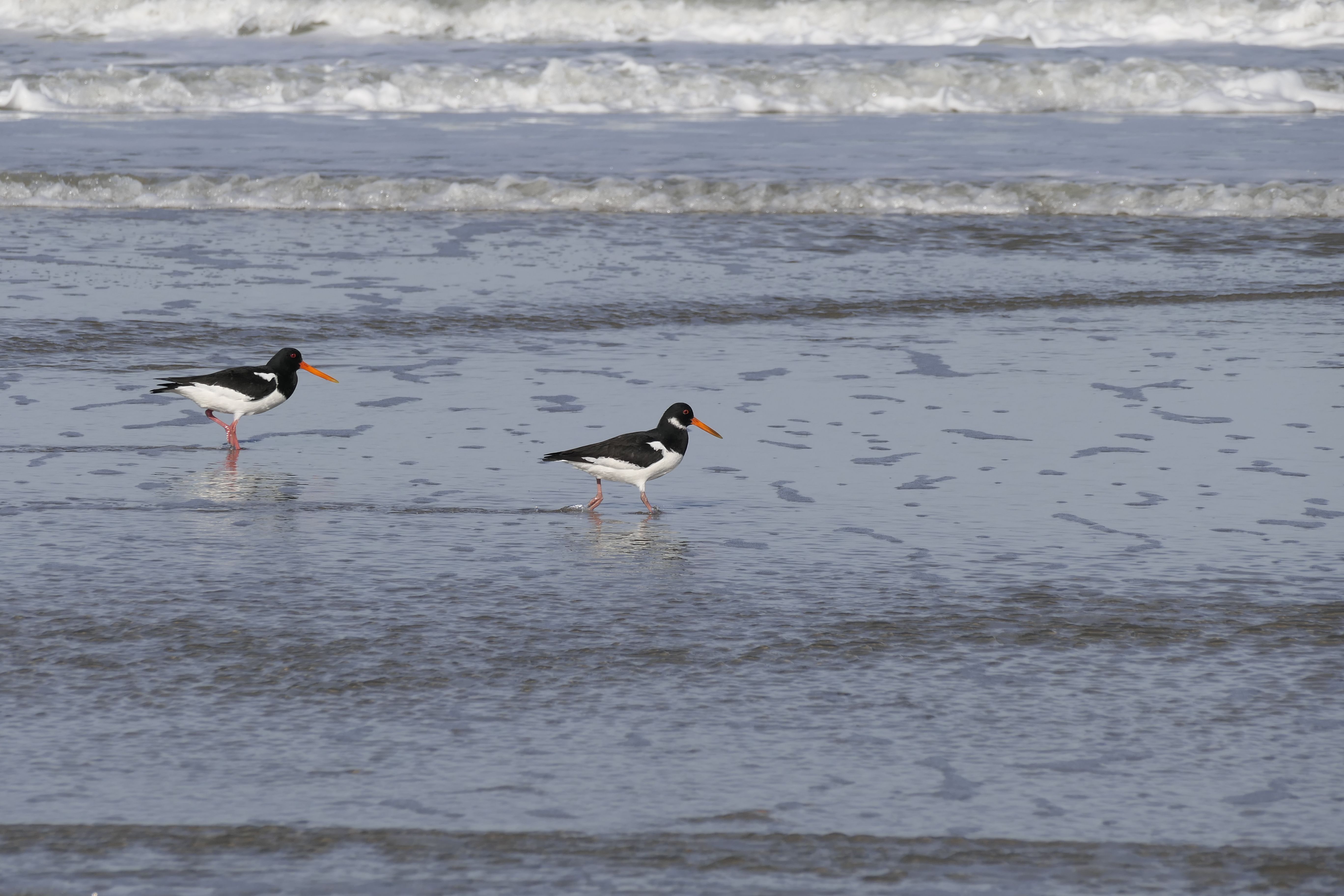 Oystercatchers, known for sharp bills and beady eyes, are making a comeback thanks to cons