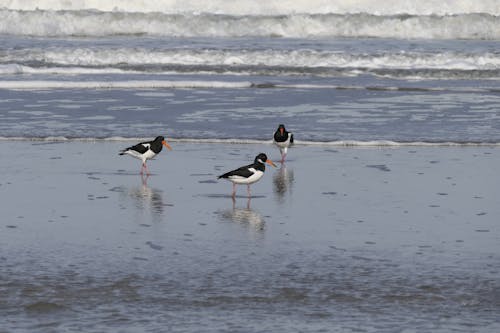 Oyster Catchers on the Beach