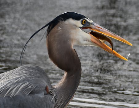 How to Watch the Southern Delta Aquariids and Perseids Meteor Showers