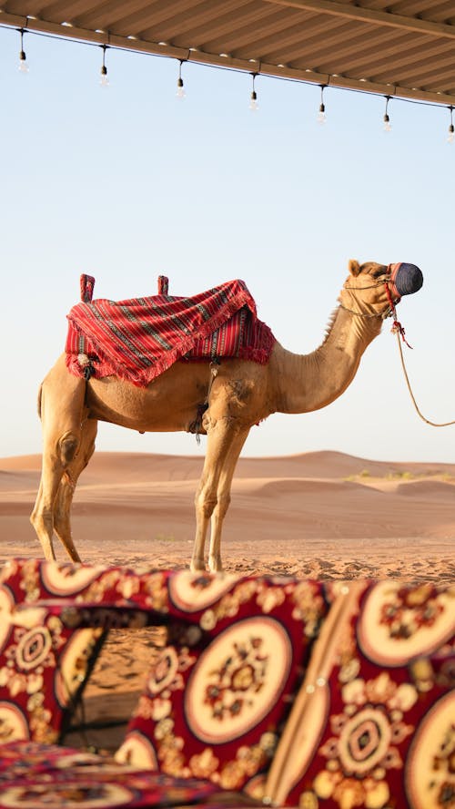 Бесплатное стоковое фото с верблюд, вертикальный выстрел, выборочный фокус
