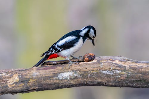 Darmowe zdjęcie z galerii z 4k-Hintergrundbild, ćwierkanie ptaków, drewno